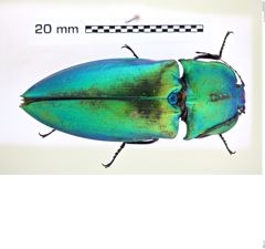 Foto (Dorsalansicht) von Campsosternus cyaniventris (Candèze, 1896) (NHMW-ZOO-COL-0008257)